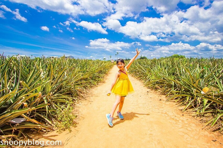 【嘉義民雄景點】旺萊山鳳梨文化園區～超佛心免門票、免費停車、免費試吃鳳梨酥，還有超好拍的鳳梨田