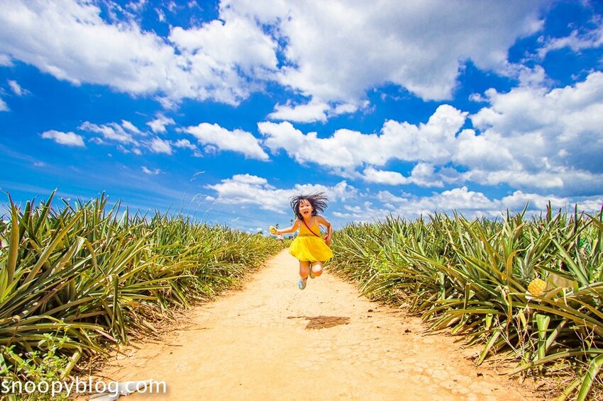 【嘉義民雄景點】旺萊山鳳梨文化園區～超佛心免門票、免費停車、免費試吃鳳梨酥，還有超好拍的鳳梨田