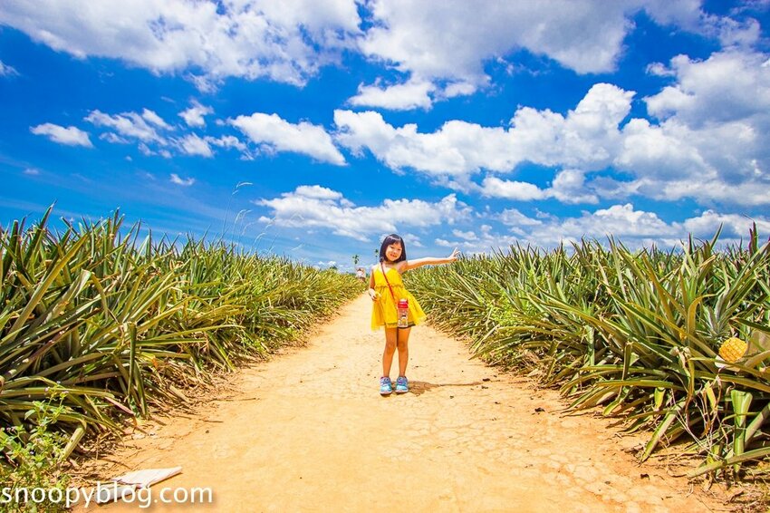 【嘉義民雄景點】旺萊山鳳梨文化園區～超佛心免門票、免費停車、免費試吃鳳梨酥，還有超好拍的鳳梨田