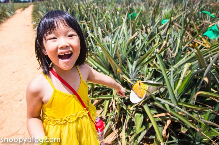 【嘉義民雄景點】旺萊山鳳梨文化園區～超佛心免門票、免費停車、免費試吃鳳梨酥，還有超好拍的鳳梨田