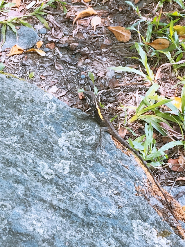 花蓮瑞穗牧場~品嚐純正鮮奶、牧草親餵乳牛