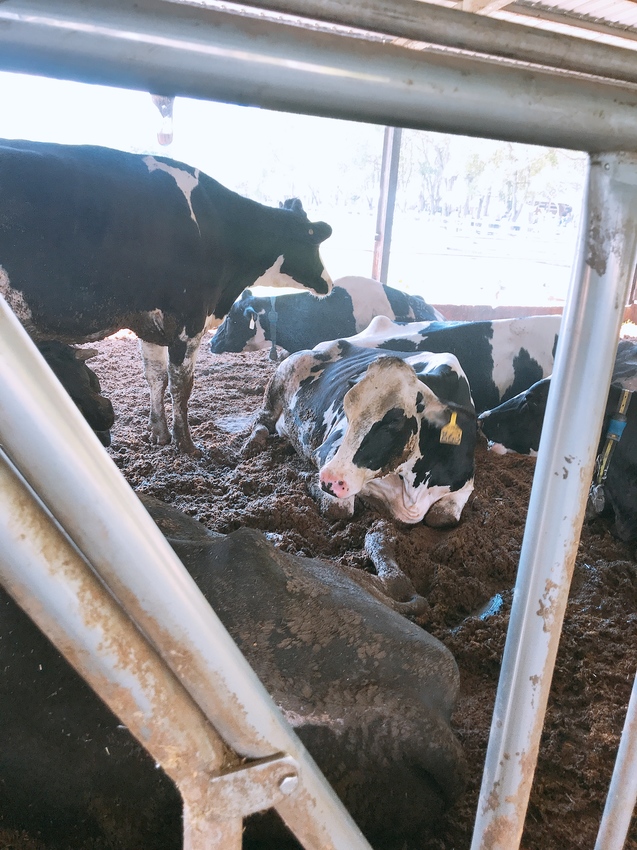 花蓮瑞穗牧場~品嚐純正鮮奶、牧草親餵乳牛