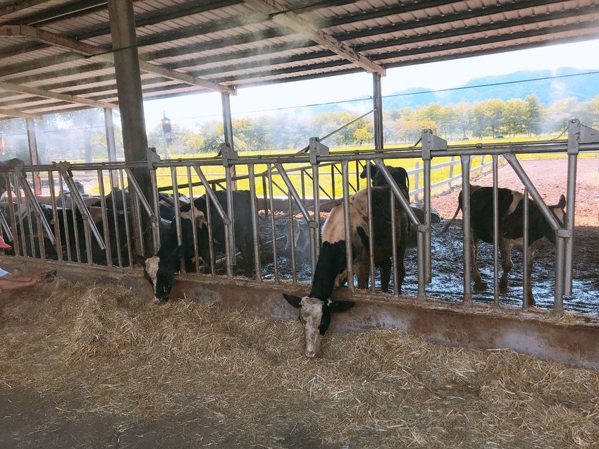 花蓮瑞穗牧場~品嚐純正鮮奶、牧草親餵乳牛