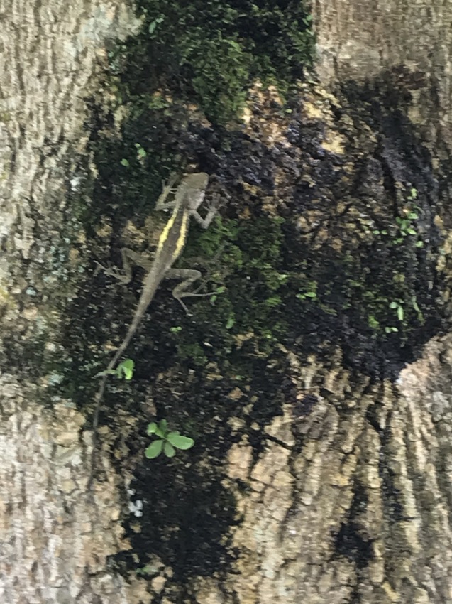 花蓮瑞穗牧場~品嚐純正鮮奶、牧草親餵乳牛