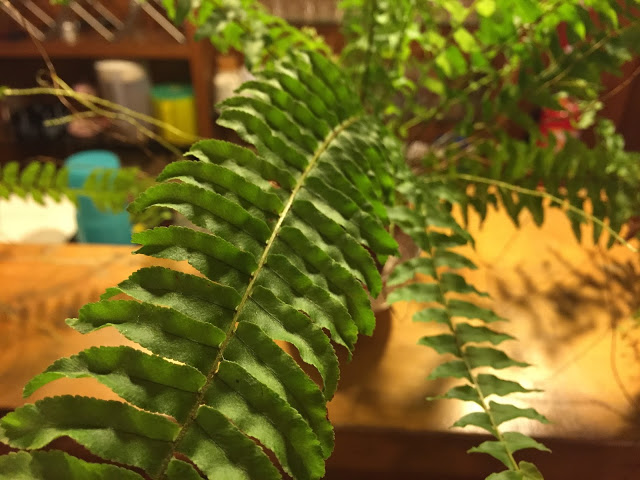 台中新社 「花田民宿」- SGS認證民宿 台中後花園新社的必住民宿!