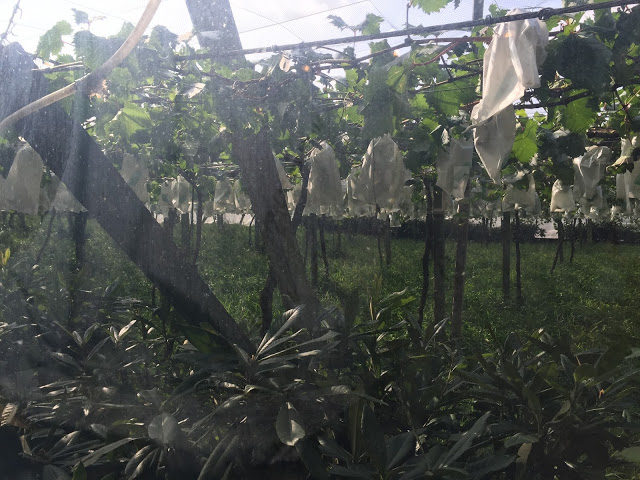 台中新社 「花田民宿」- SGS認證民宿 台中後花園新社的必住民宿!