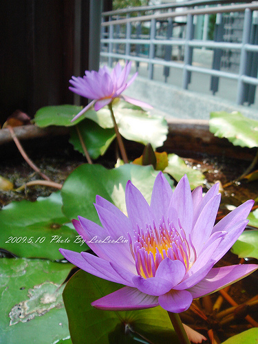 嘉義。嘉大昆蟲館(嘉義大學)~生態之旅