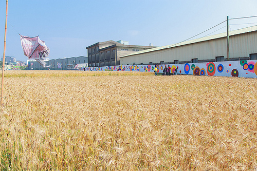 ╠桃園平鎮景點╣季節限定：3-4月 金黃麥田海 免跑台中 北部看的到