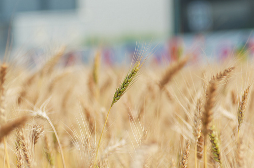 ╠桃園平鎮景點╣季節限定：3-4月 金黃麥田海 免跑台中 北部看的到