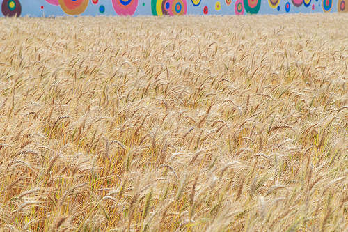 ╠桃園平鎮景點╣季節限定：3-4月 金黃麥田海 免跑台中 北部看的到