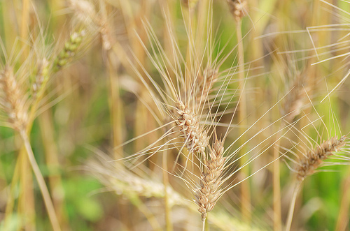 ╠桃園平鎮景點╣季節限定：3-4月 金黃麥田海 免跑台中 北部看的到