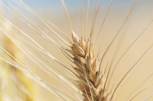 ╠桃園平鎮景點╣季節限定：3-4月 金黃麥田海 免跑台中 北部看的到