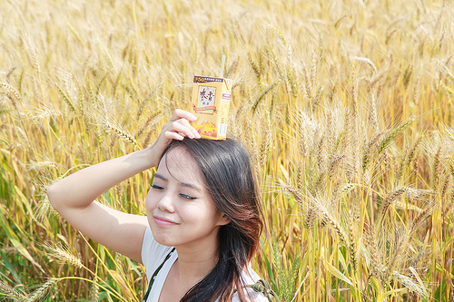 ╠桃園平鎮景點╣季節限定：3-4月 金黃麥田海 免跑台中 北部看的到