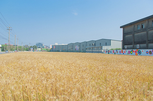 ╠桃園平鎮景點╣季節限定：3-4月 金黃麥田海 免跑台中 北部看的到