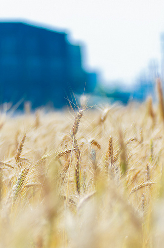 ╠桃園平鎮景點╣季節限定：3-4月 金黃麥田海 免跑台中 北部看的到