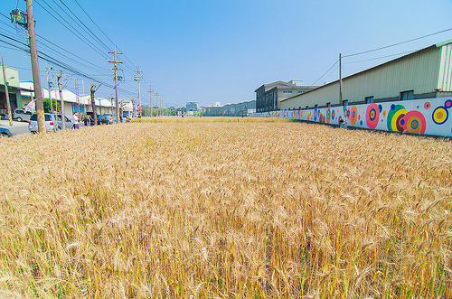 ╠桃園平鎮景點╣季節限定：3-4月 金黃麥田海 免跑台中 北部看的到