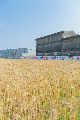 ╠桃園平鎮景點╣季節限定：3-4月 金黃麥田海 免跑台中 北部看的到