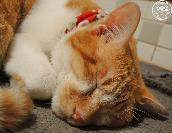 猜咖啡 Guess What：呷飽祙【新北板橋･猜咖啡】店貓與創意美食底家