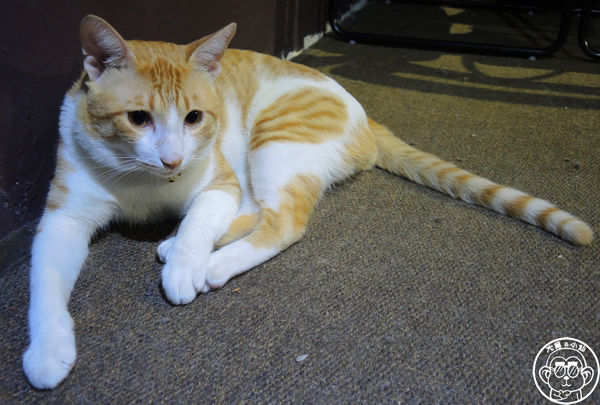 猜咖啡 Guess What：呷飽祙【新北板橋･猜咖啡】店貓與創意美食底家