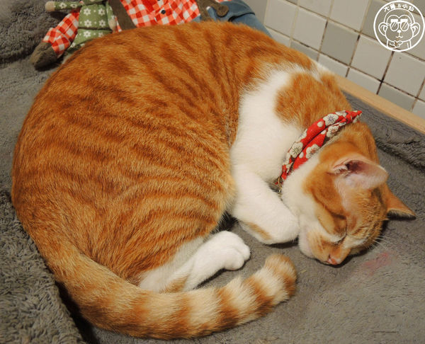 猜咖啡 Guess What：呷飽祙【新北板橋･猜咖啡】店貓與創意美食底家