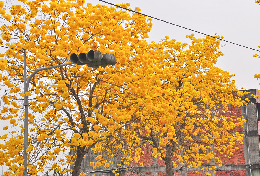 黃金風鈴木 彰化 芬園 寶藏寺 台中南投12