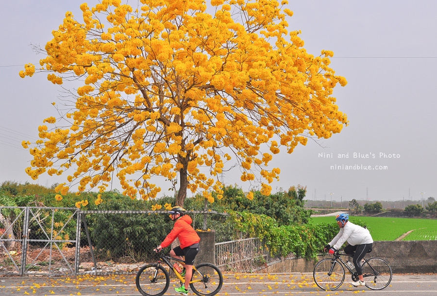 黃金風鈴木 彰化 芬園 寶藏寺 台中南投11