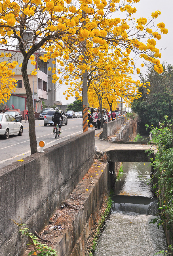 黃金風鈴木 彰化 芬園 寶藏寺 台中南投10