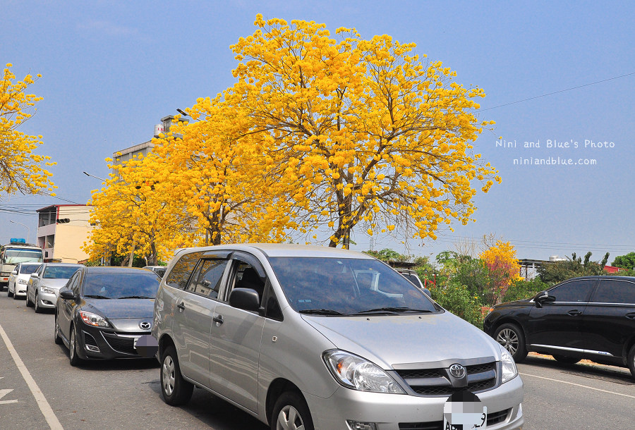 黃金風鈴木 彰化 芬園 寶藏寺 台中南投13