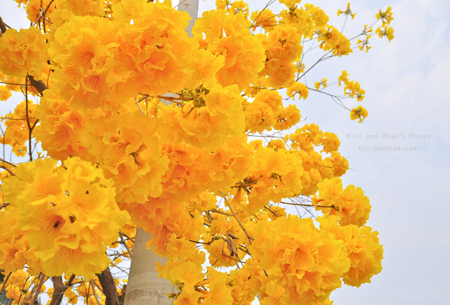 黃金風鈴木 彰化 芬園 寶藏寺 台中南投06