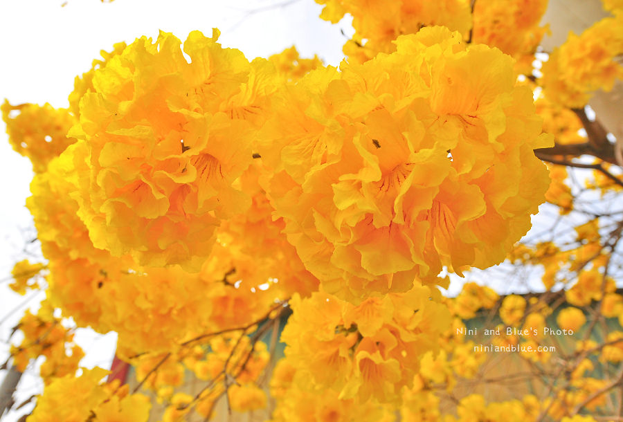 黃金風鈴木 彰化 芬園 寶藏寺 台中南投08