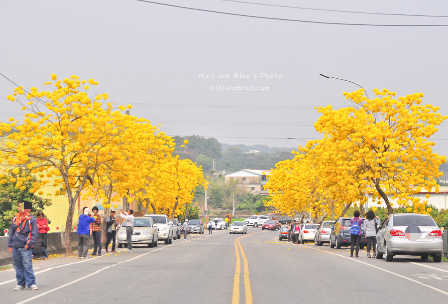 黃金風鈴木 彰化 芬園 寶藏寺 台中南投02