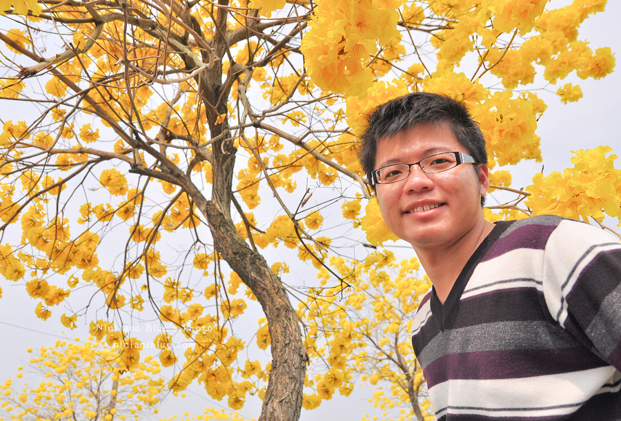 黃金風鈴木 彰化 芬園 寶藏寺 台中南投04