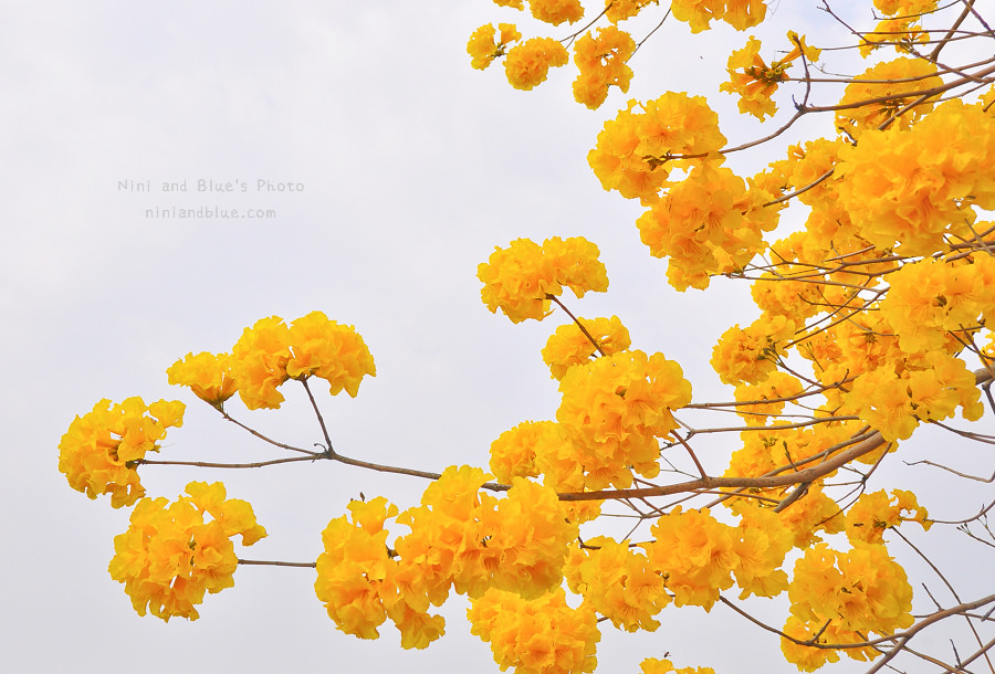 黃金風鈴木 彰化 芬園 寶藏寺 台中南投05