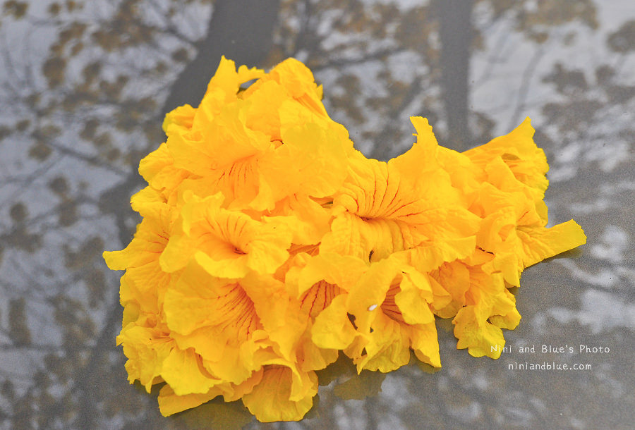 黃金風鈴木 彰化 芬園 寶藏寺 台中南投01