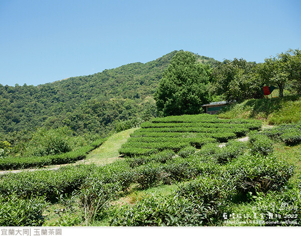 玉蘭茶園-13.jpg
