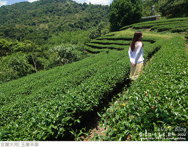 玉蘭茶園-17.jpg