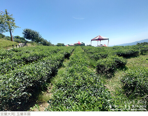 玉蘭茶園-05.jpg