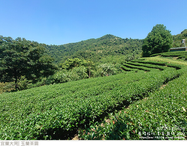 玉蘭茶園-14.jpg