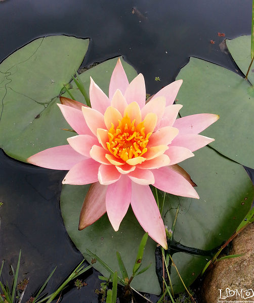 超美的睡蓮.jpg 超美的睡蓮.jpg