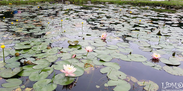 睡蓮池可作生態教學.jpg 睡蓮池可作生態教學.jpg