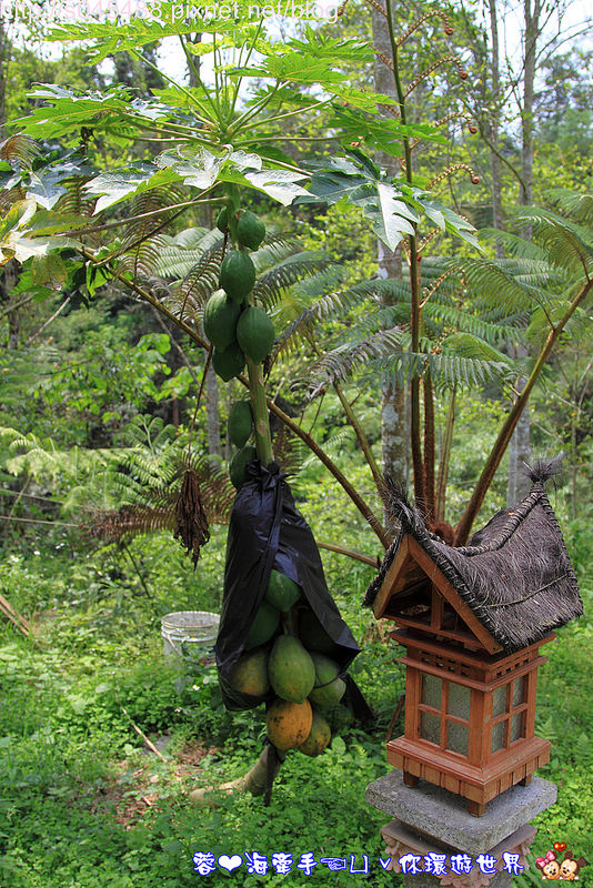 【南投】烏布雨林峇里島主題餐廳♥真的到峇里島了?!而且開車就到!!