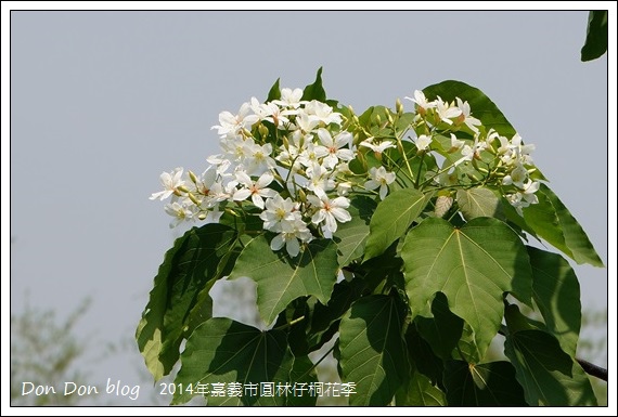 2014年嘉義圓林仔社區賞油桐花