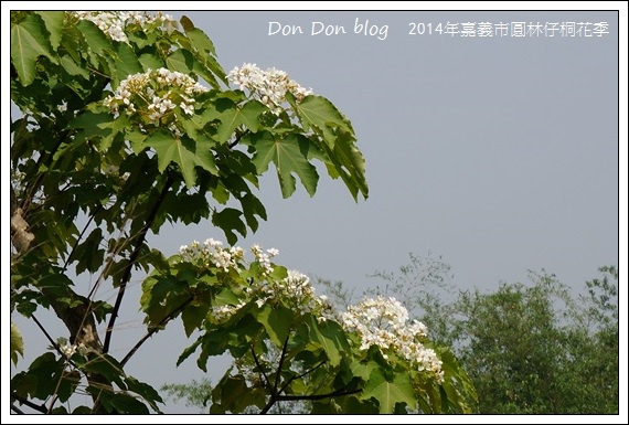 2014年嘉義圓林仔社區賞油桐花