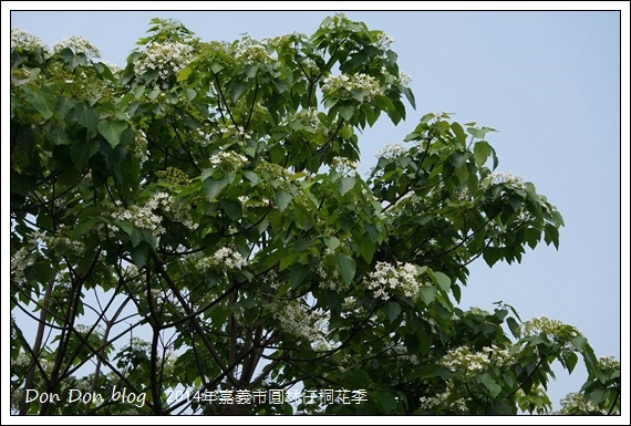 2014年嘉義圓林仔社區賞油桐花