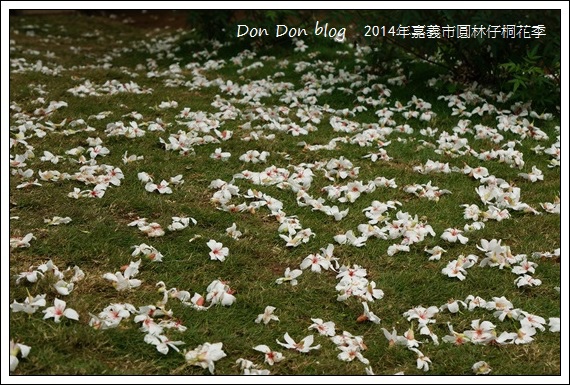 2014年嘉義圓林仔社區賞油桐花