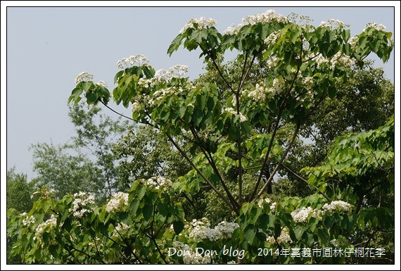 2014年嘉義圓林仔社區賞油桐花