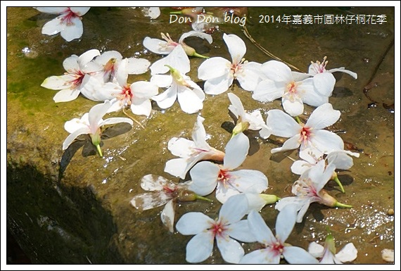 2014年嘉義圓林仔社區賞油桐花