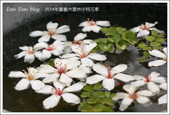 2014年嘉義圓林仔社區賞油桐花