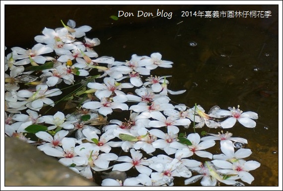 2014年嘉義圓林仔社區賞油桐花