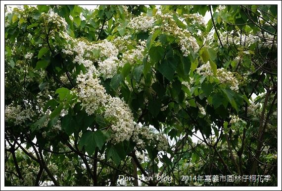 2014年嘉義圓林仔社區賞油桐花